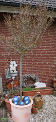 baum Baum im Topf vor Häuserwand.